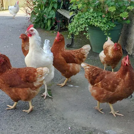 Brook House 2 - Uk31043 * Bassenthwaite
